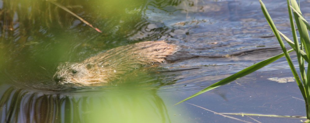 Muskrat